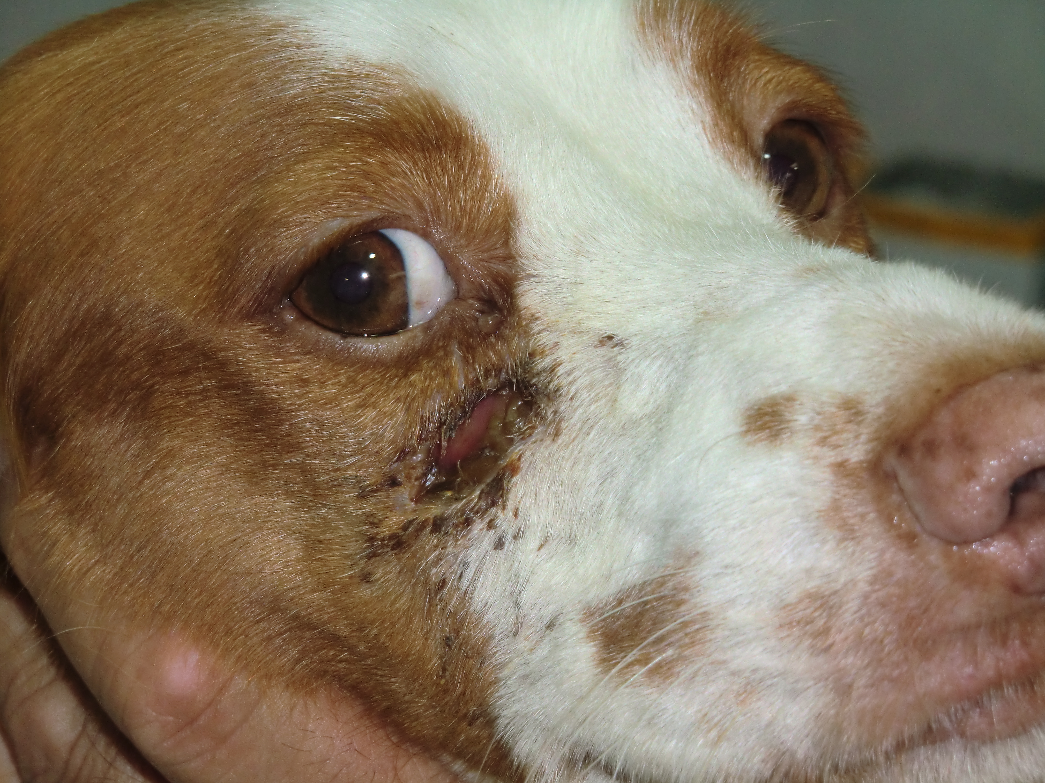 chien leishmanien par Carlos Vich